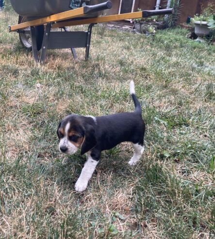 Beagle Puppies