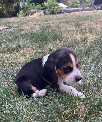 Beagle Puppies