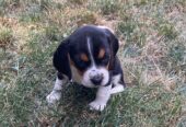 Beagle Puppies