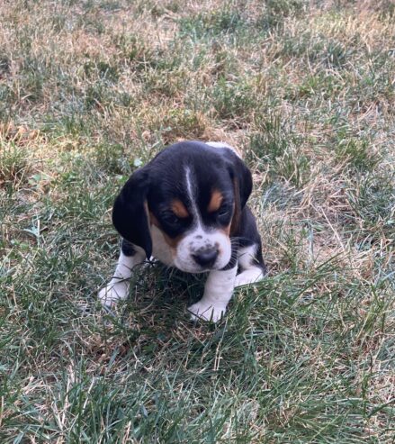 Beagle Puppies