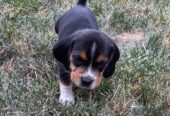 Beagle Puppies