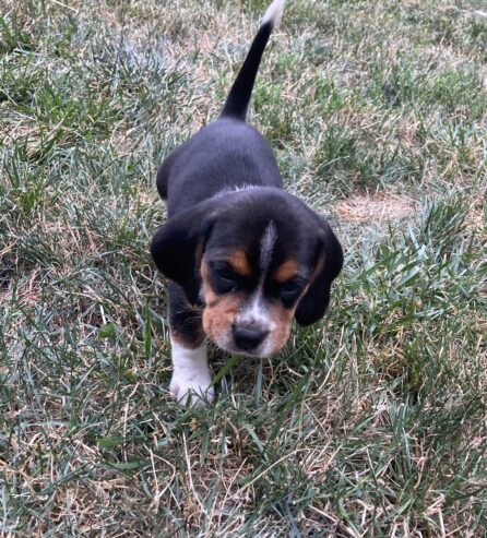 Beagle Puppies