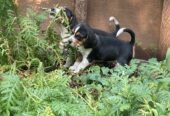 Beagle Puppies