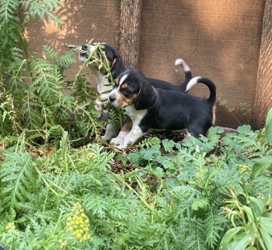 Beagle Puppies