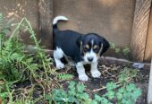 Beagle Puppies