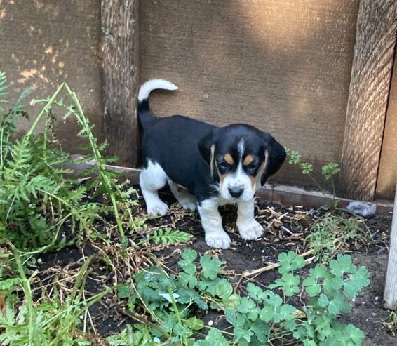 Beagle Puppies