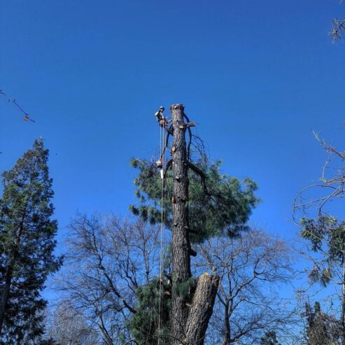 Tree Service