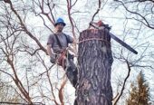 Tree Service