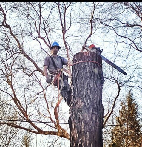 Tree Service