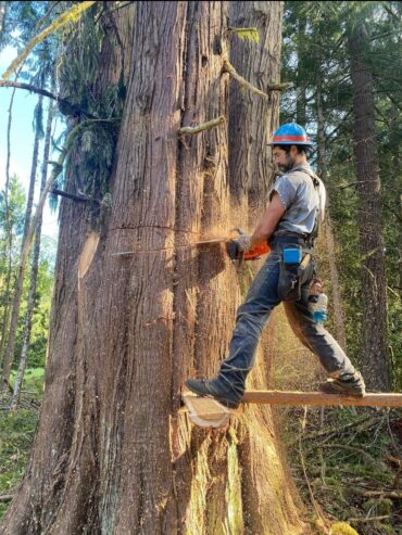 Tree Service