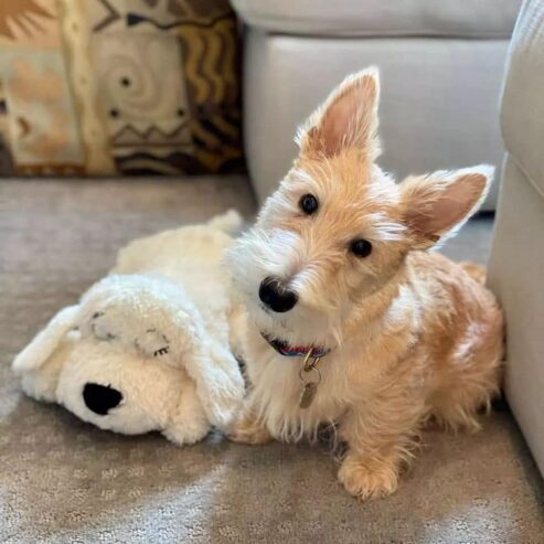 And amazing Scottish terrier puppies for sale