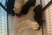 And amazing Scottish terrier puppies for sale