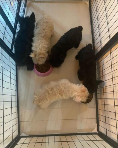 And amazing Scottish terrier puppies for sale