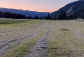 Orchard grass hay