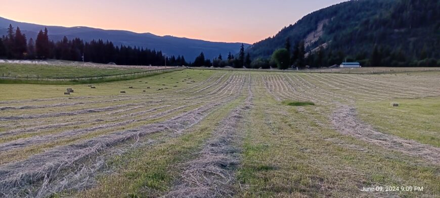 Orchard grass hay