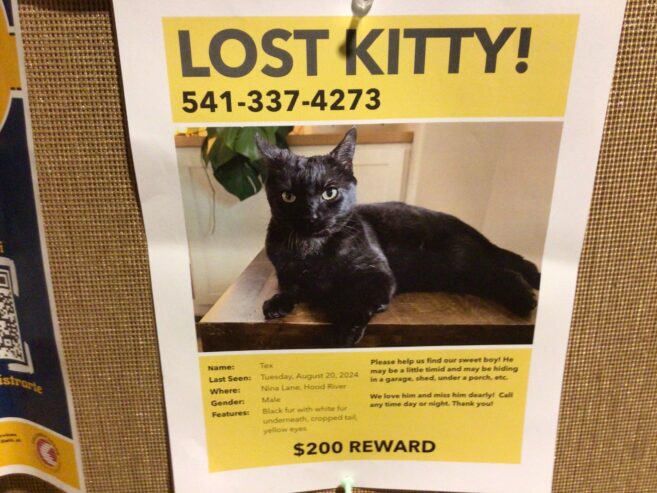 Lost cat