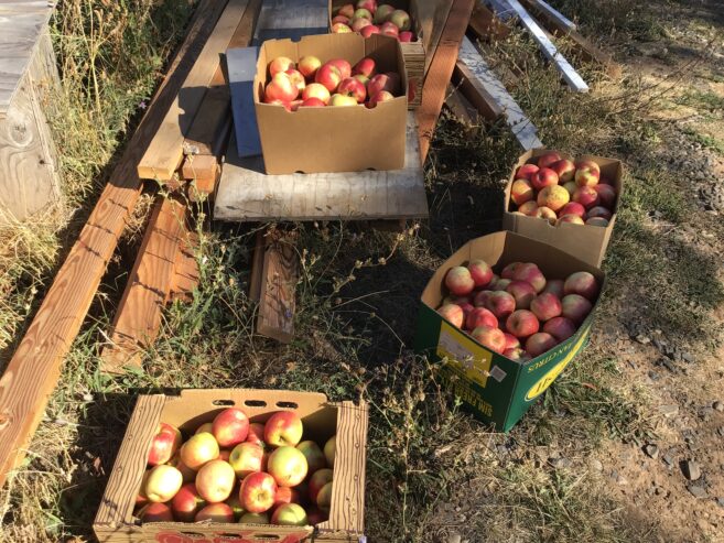 Free honeycrisp