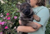 Akc GSD Puppies