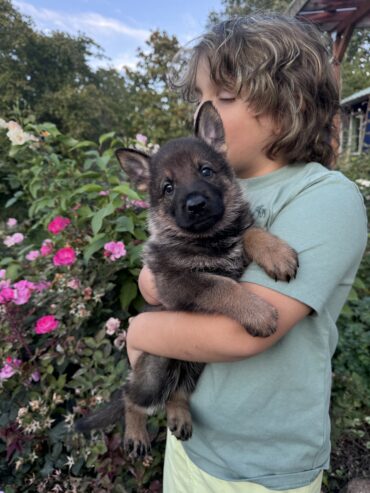 Akc GSD Puppies