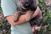 Akc GSD Puppies