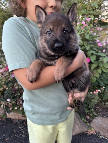 Akc GSD Puppies