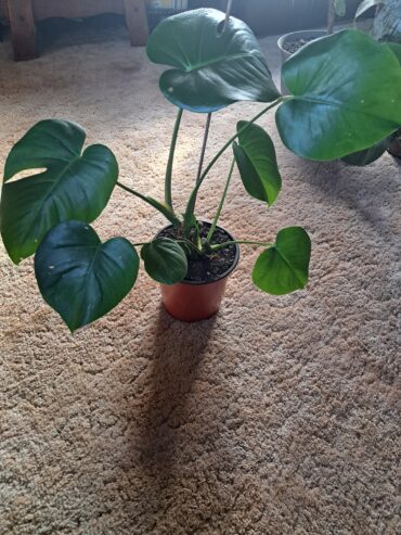 Monstera plant