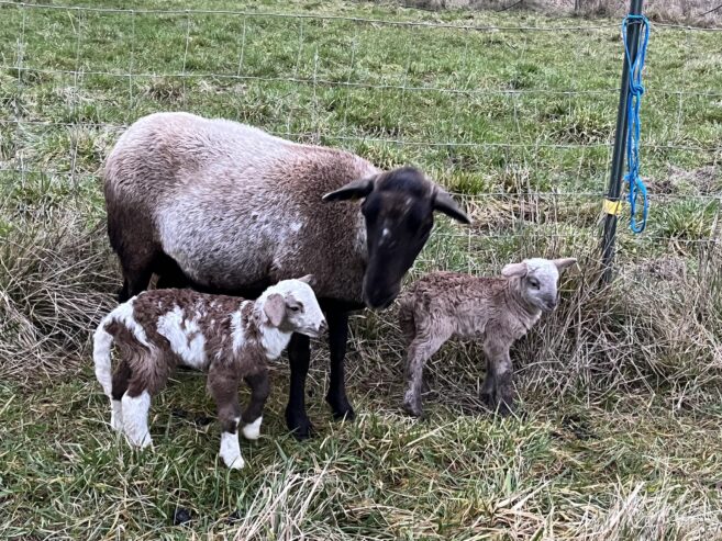 Katahdin Ram (and ewes)