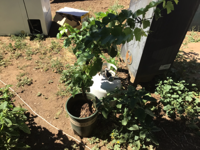 Grape plants