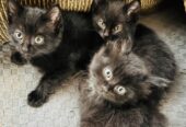 Adorable kittens free to good home