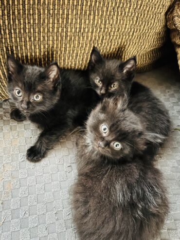 Adorable kittens free to good home