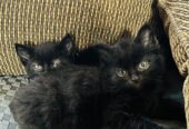 Adorable kittens free to good home