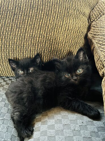 Adorable kittens free to good home