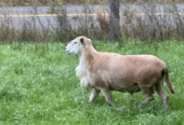 Katahdin Ram (and ewes)