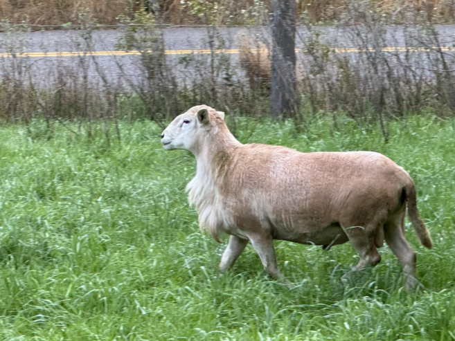 Katahdin Ram (and ewes)