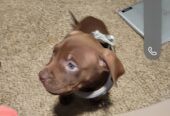 Pittbull puppy