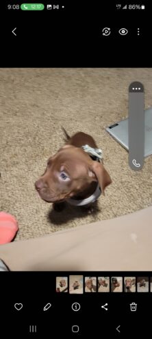 Pittbull puppy