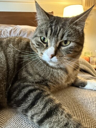 Seeking Foster Home For Sweet Adult Cat