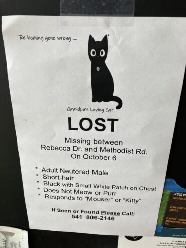 Lost cat