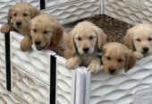 Golden Retriever puppies