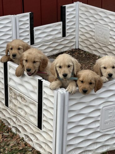 Golden Retriever puppies