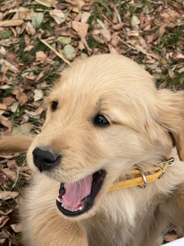 Golden Retriever puppies