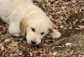 Golden Retriever puppies