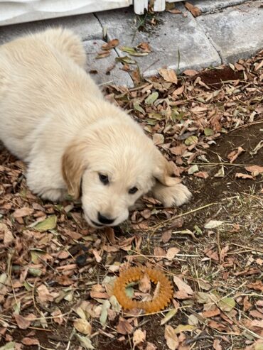 Golden Retriever puppies