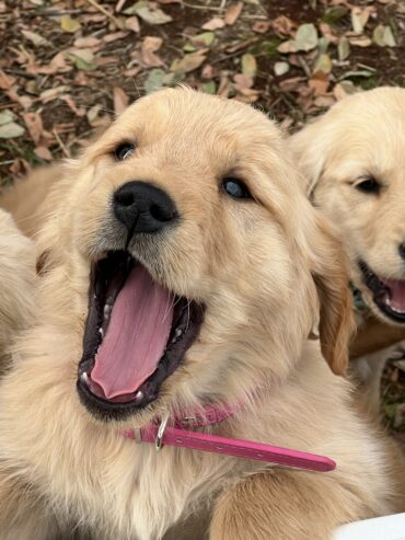 Golden Retriever puppies