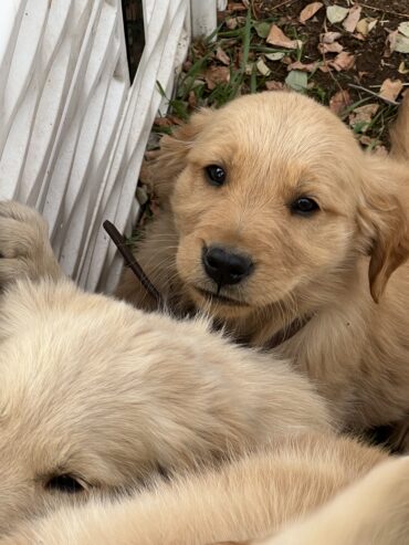 Golden Retriever puppies