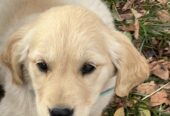 Golden Retriever puppies