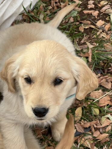 Golden Retriever puppies