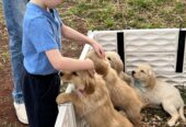 Golden Retriever puppies