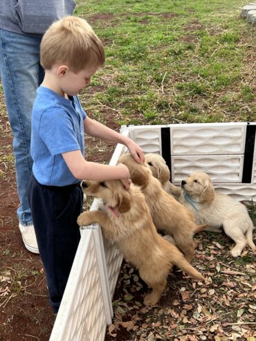 Golden Retriever puppies