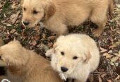 Golden Retriever puppies